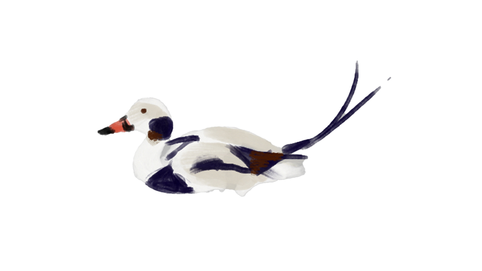 WWC_long_tail_duck_01